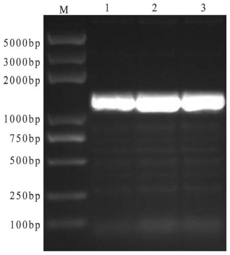 A kind of subunit vaccine for preventing type 4 avian adenovirus and its preparation method and application