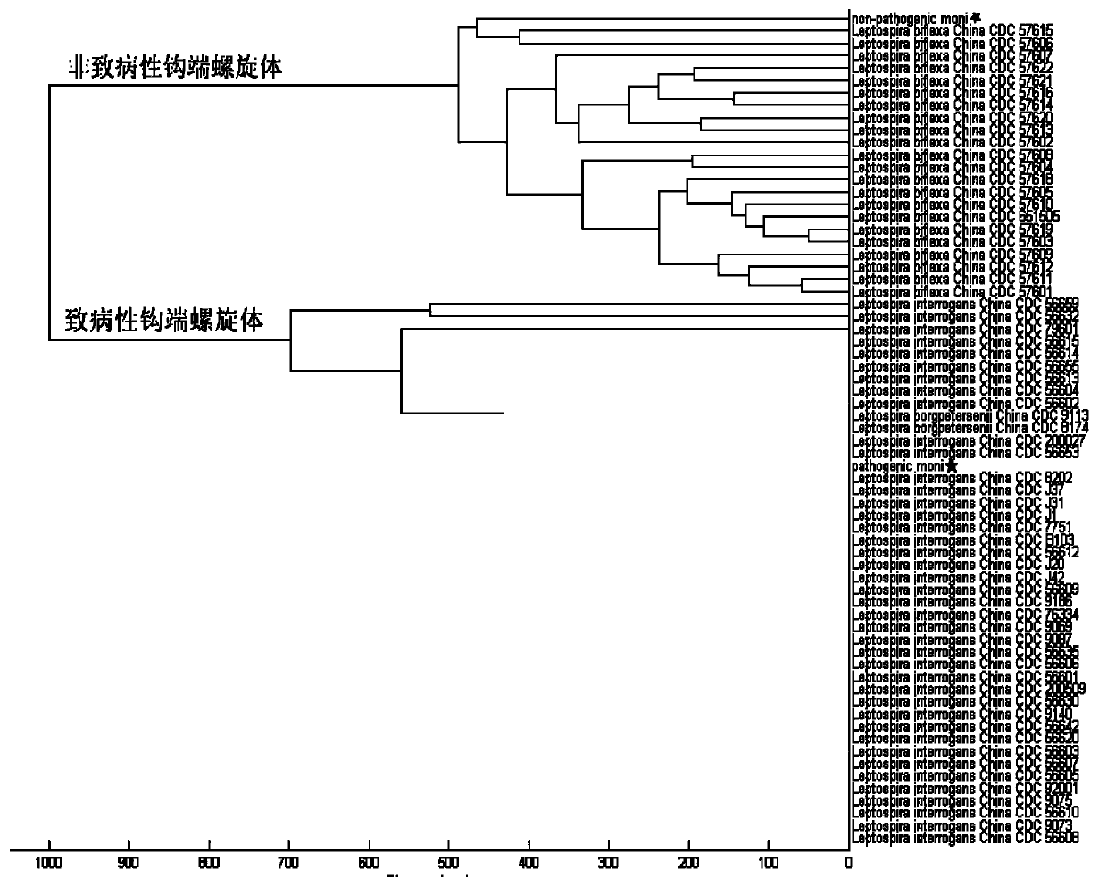 Kit for rapid mass spectrometric detection of leptospira