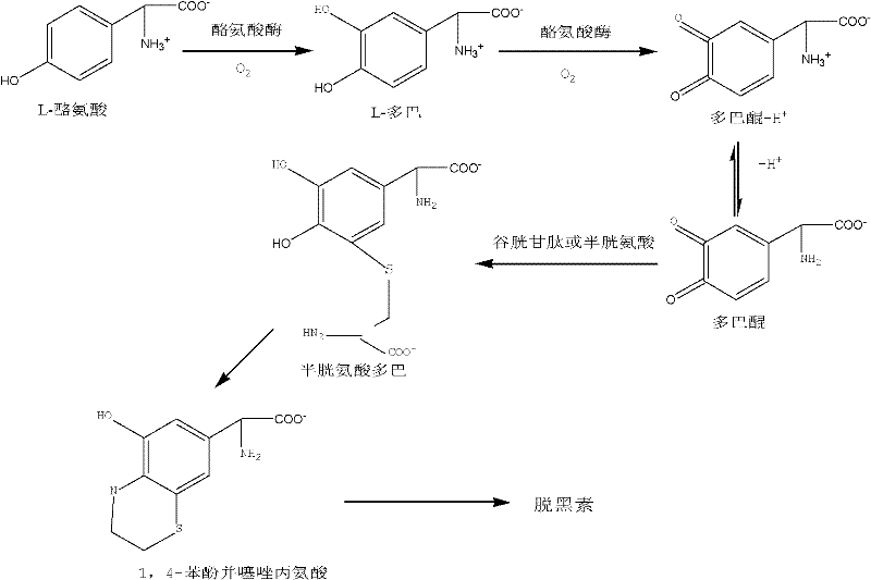 Method for preparing melanin and precursors thereof by utilizing complex enzyme