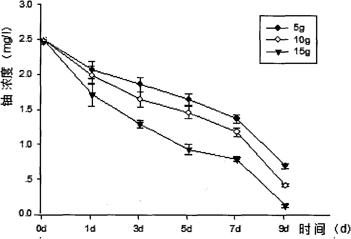 Method for restoring uranium contaminated water body employing floating plant