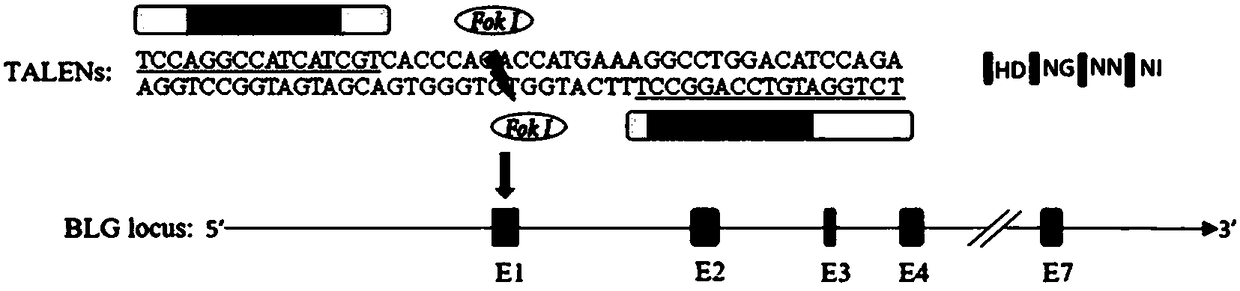 Preparation method of milk goat mammary gland bioreactor for expressing GP5-M protein in milk