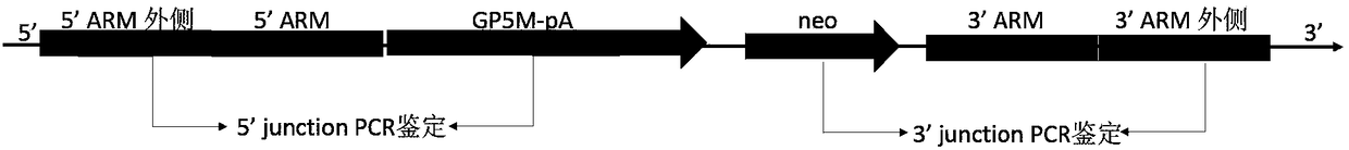 Preparation method of milk goat mammary gland bioreactor for expressing GP5-M protein in milk