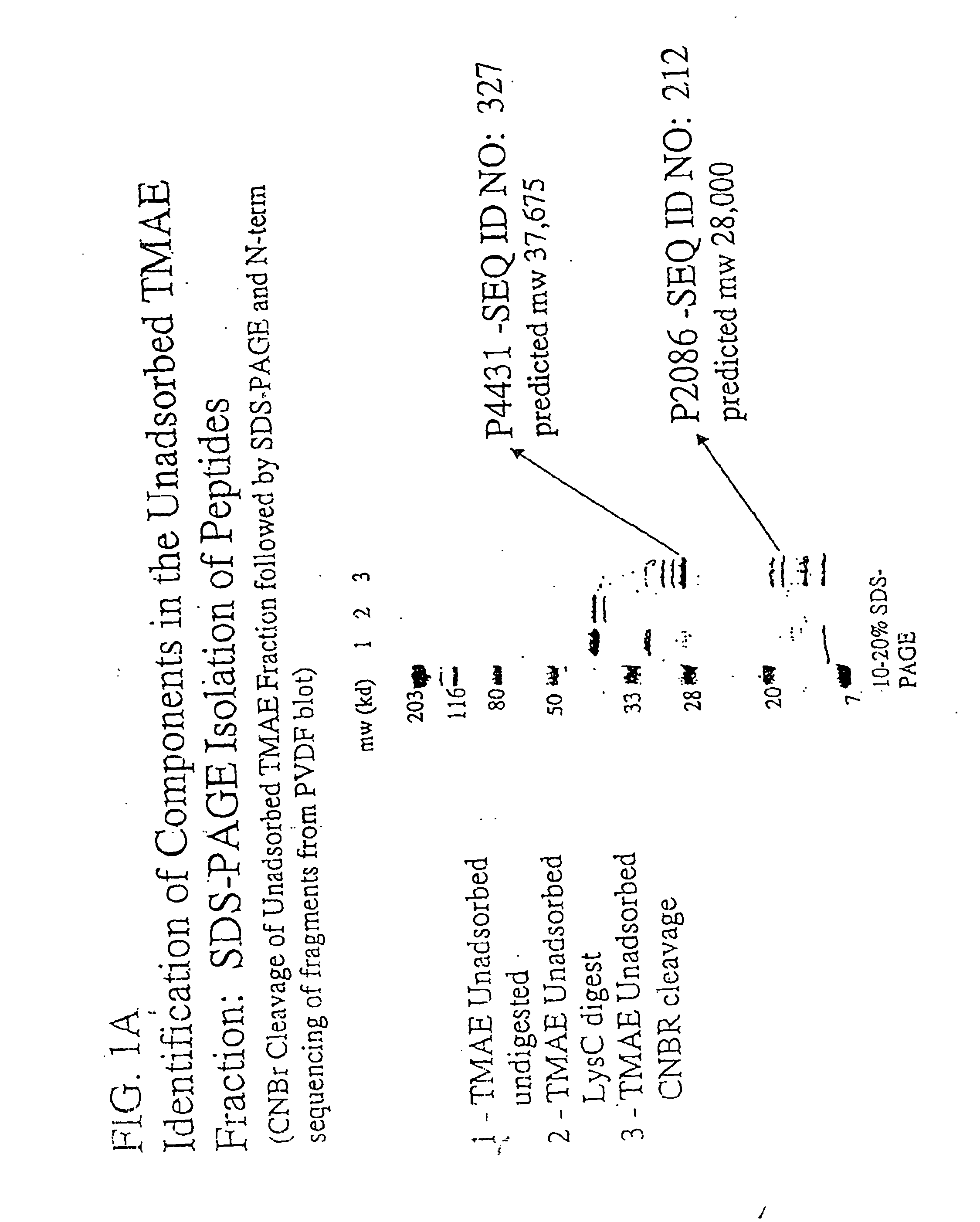 Novel immunogenic compositions for the prevention and treatment of meningococcal disease