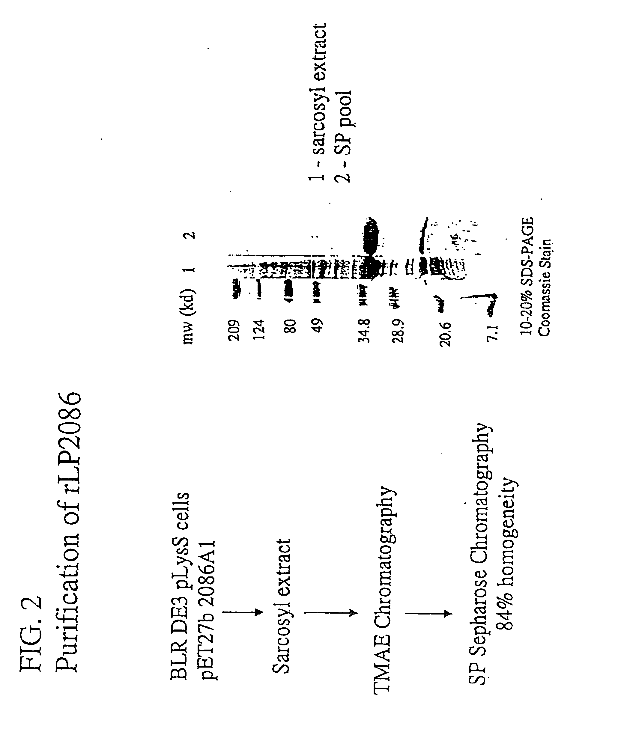 Novel immunogenic compositions for the prevention and treatment of meningococcal disease