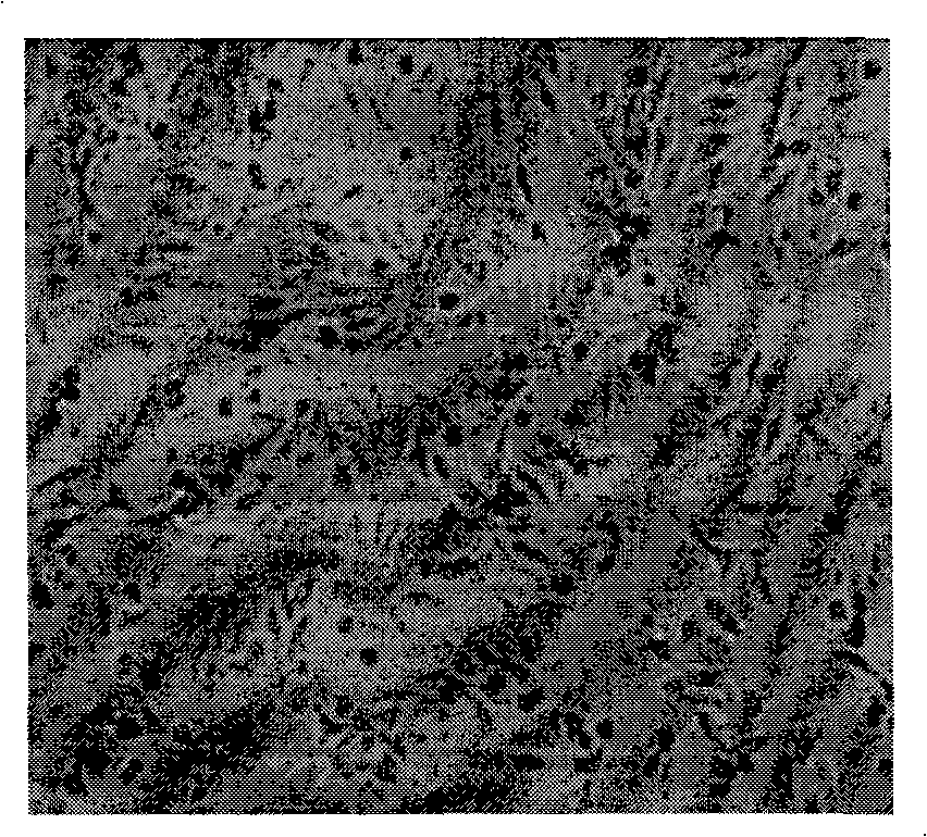 Method for separating and cultivating porcine marrow endothelial progenitor cell