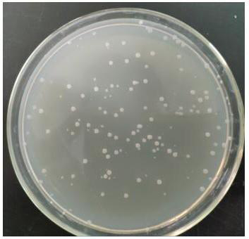 Preparation method of Paenibacillus and biological control preparation thereof