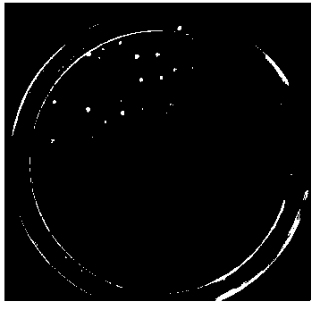 Preparation method of Paenibacillus and biological control preparation thereof