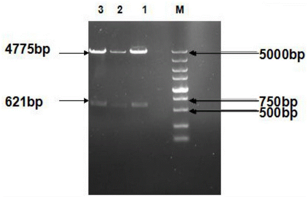 African swine fever P30 protein recombinant baculovirus expression vector and preparation method thereof