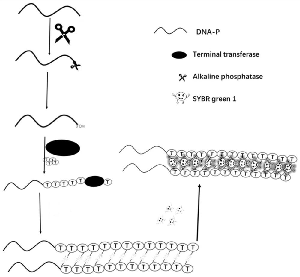 A fluorescent chemical method and application for detecting alkaline phosphatase