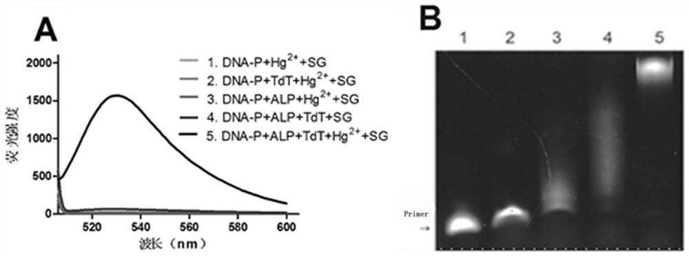 A fluorescent chemical method and application for detecting alkaline phosphatase