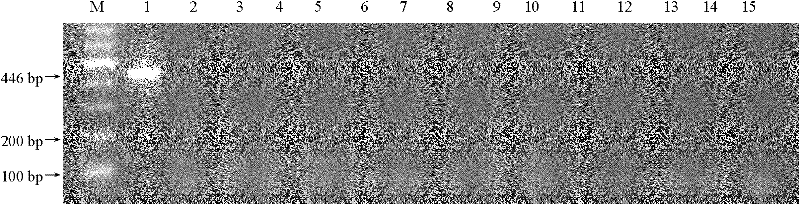 Para-gene for exogenous insertion vector of transgenic maize transformation event MON88017 and application thereof