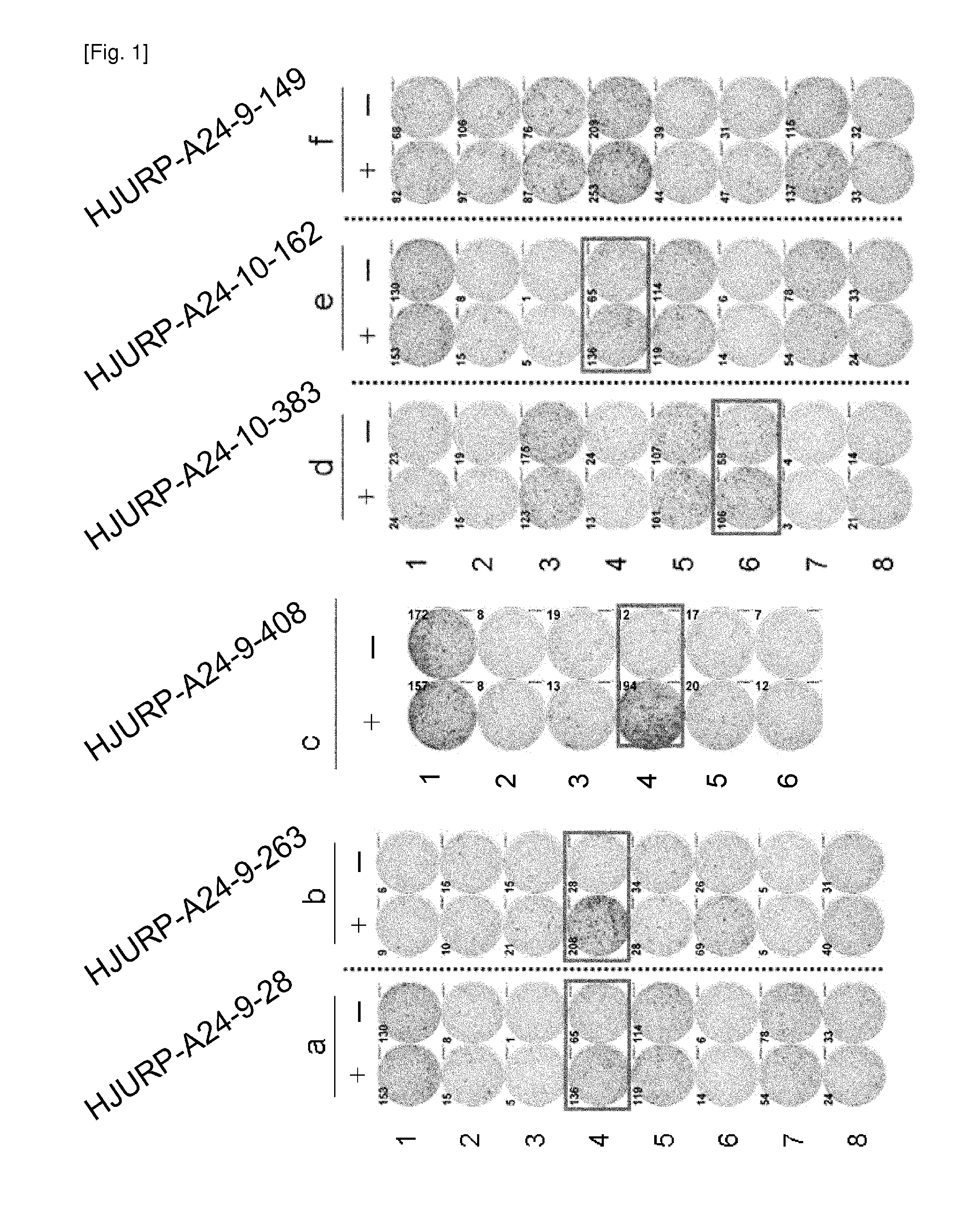 Hjurp peptides and vaccines including the same