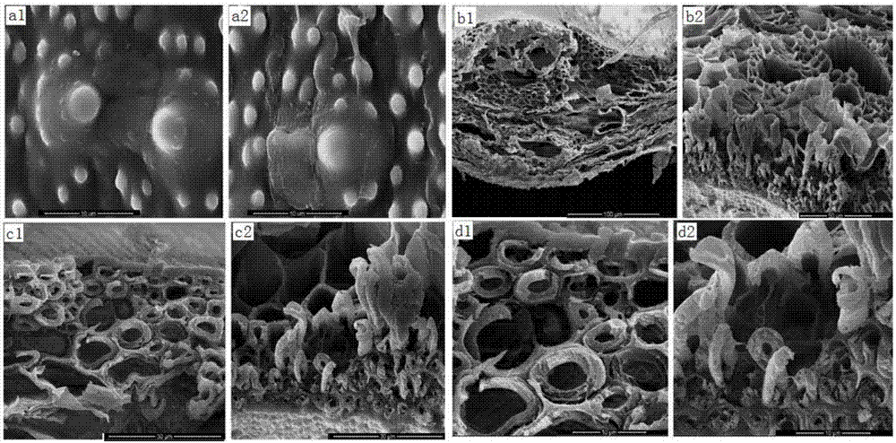 Polyethyleneimine-loaded straw adsorbent as well as preparation method and application thereof