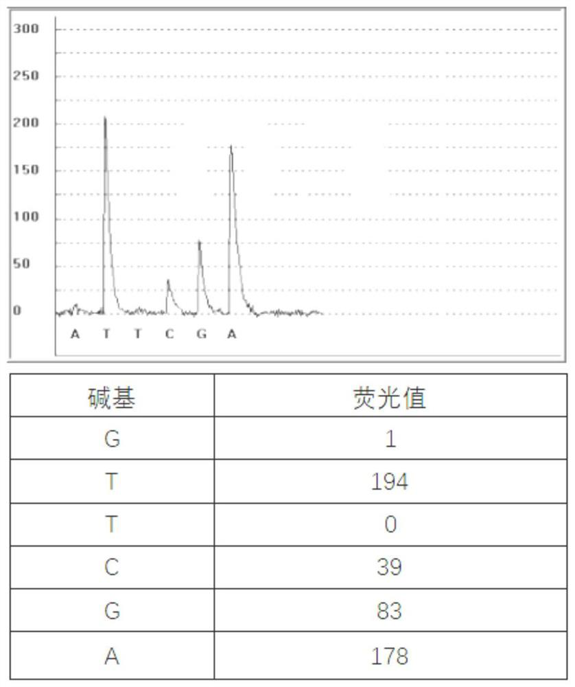 FKBP5 gene methylation detection primer and kit based on pyrosequencing technology