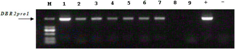 AaDBR2 gene promoter DBR2pro1 and applications thereof