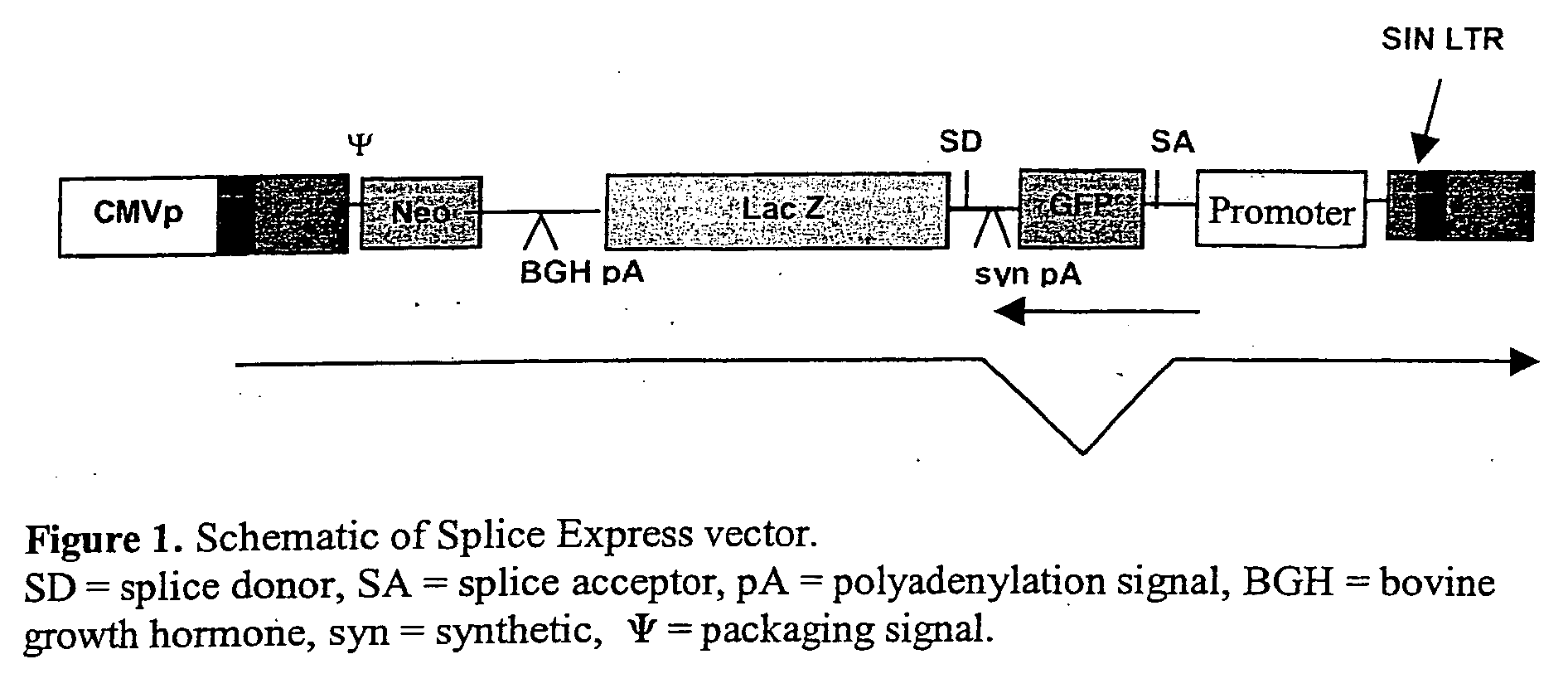 Vectors