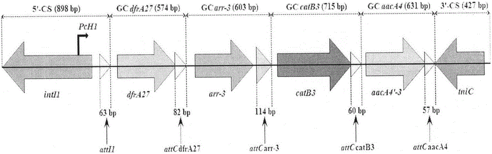 Novel integron In1289 containing multiple drug-resistant gene cassettes