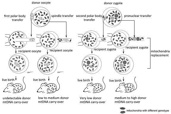 Polar body genome reconstruction ovum, preparation method and application thereof