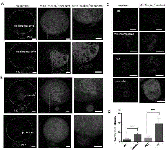 Polar body genome reconstruction ovum, preparation method and application thereof