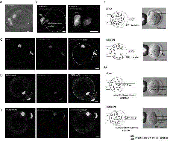 Polar body genome reconstruction ovum, preparation method and application thereof