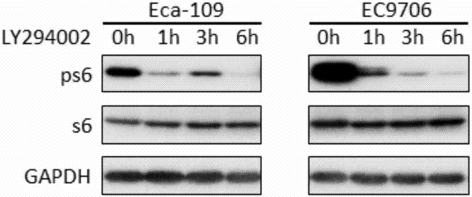 Pharmaceutical composition containing PI3K inhibitor and PERK inhibitor, and applications thereof