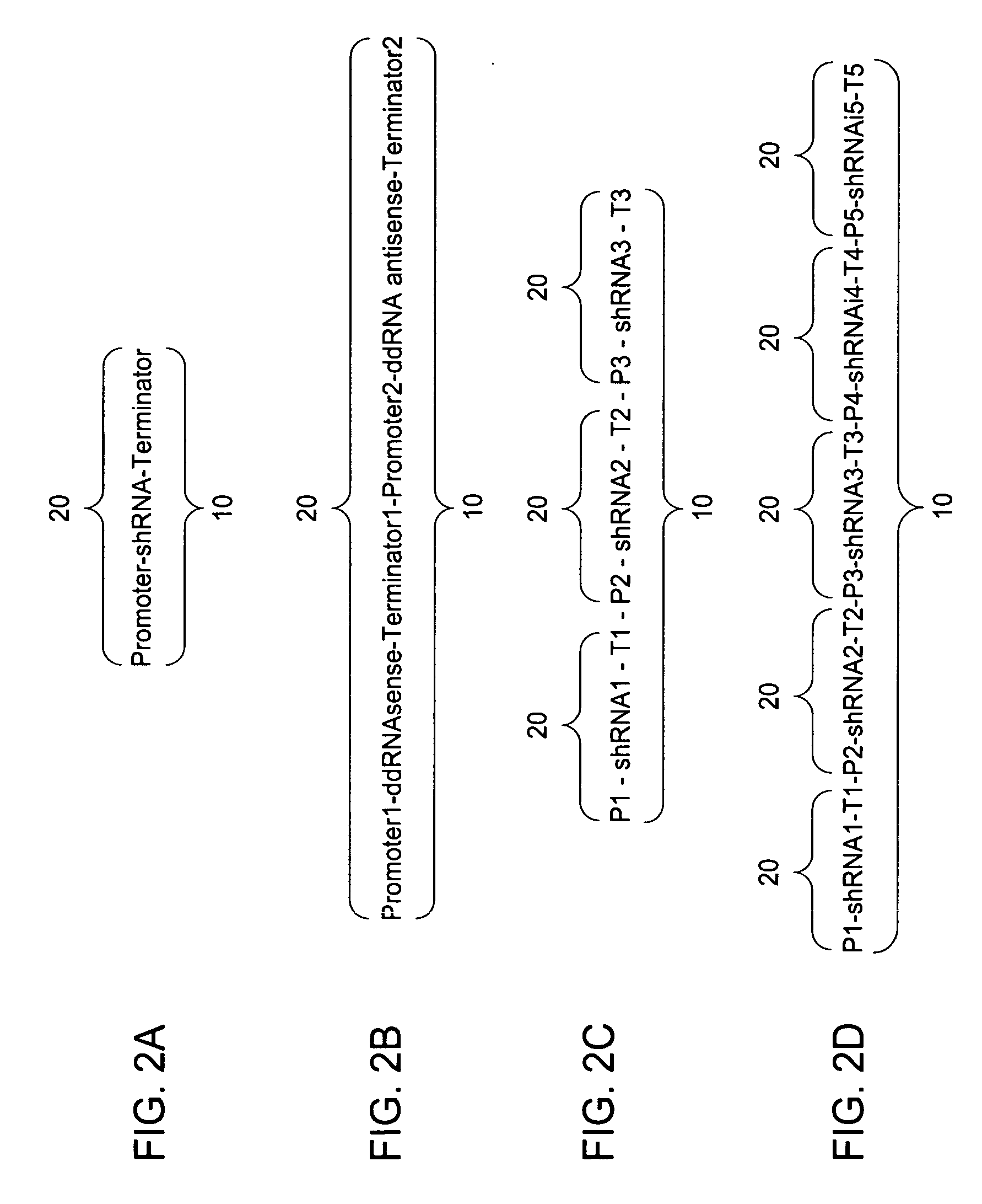 RNAi agents for maintenance of stem cells