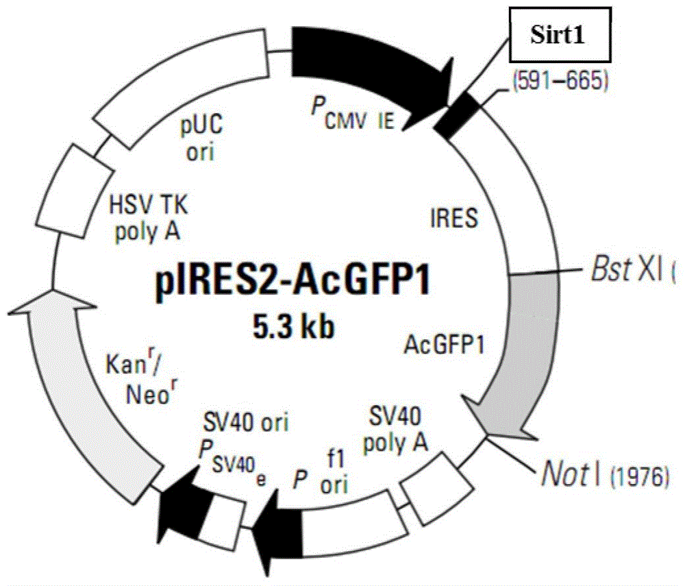 Vector capable of promoting self renewal and proliferation of spermatogonial stem cells of dairy goat and application of vector