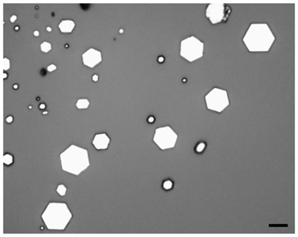 Room temperature wide spectrum photoelectric detector based on two-dimensional cobalt selenide thin film and preparation method