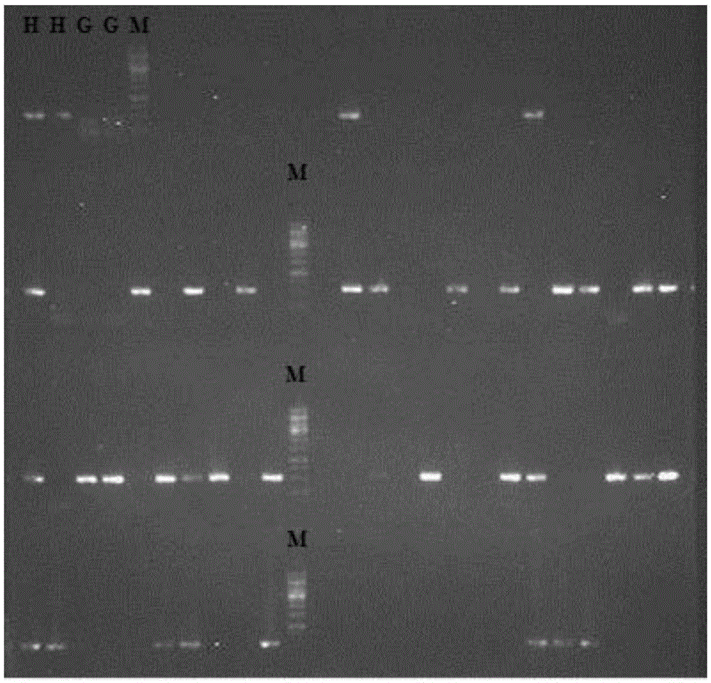 Codominant RFP molecular marker applicable for breeding citrus grandis with red-peel characteristic and application of codominant RFP molecular marker