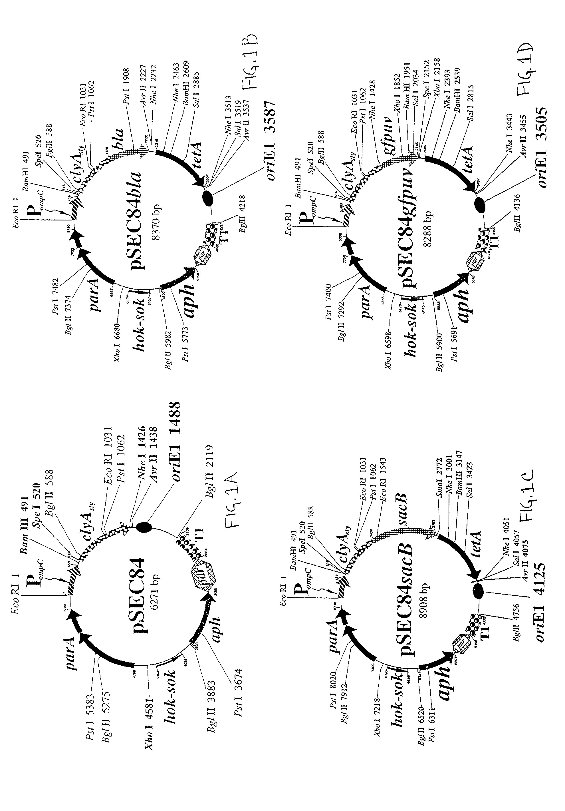 Use of ClyA hemolysin for excretion of proteins