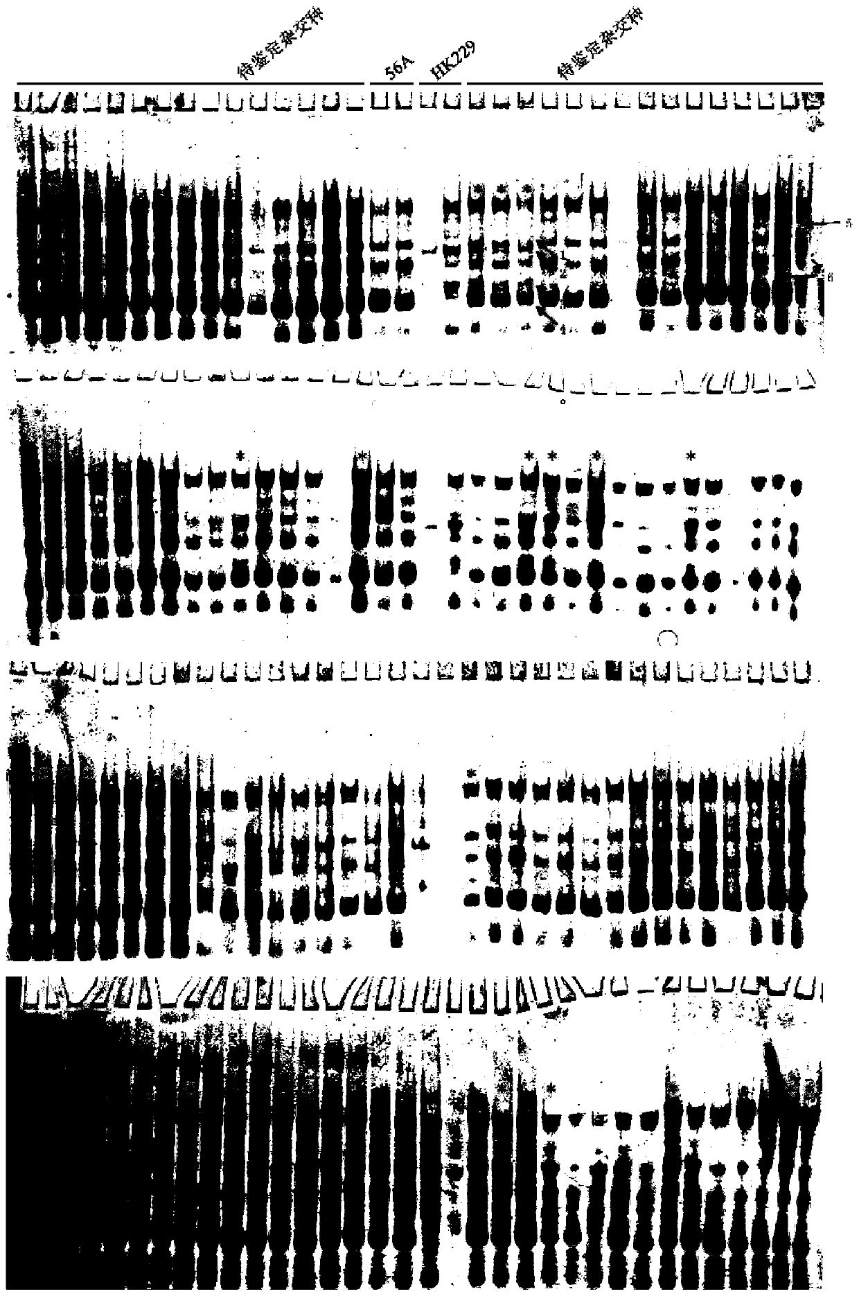 Extraction method of single-millet alcohol-soluble protein capable of meeting millet hybrid purity identification requirements