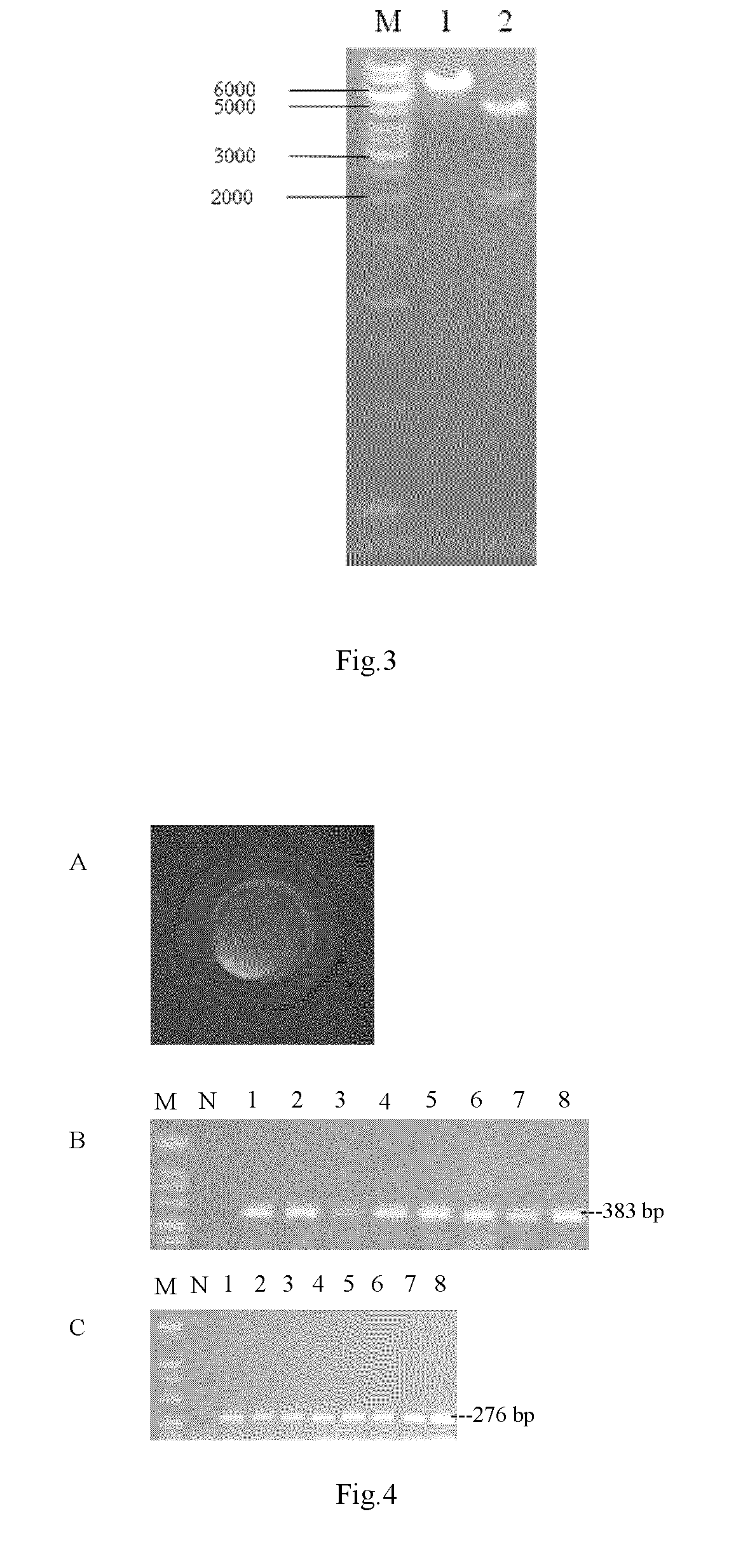 Recombinant gene which enhances the ability of fish to tolerate low dissolved oxygen stress and the use thereof