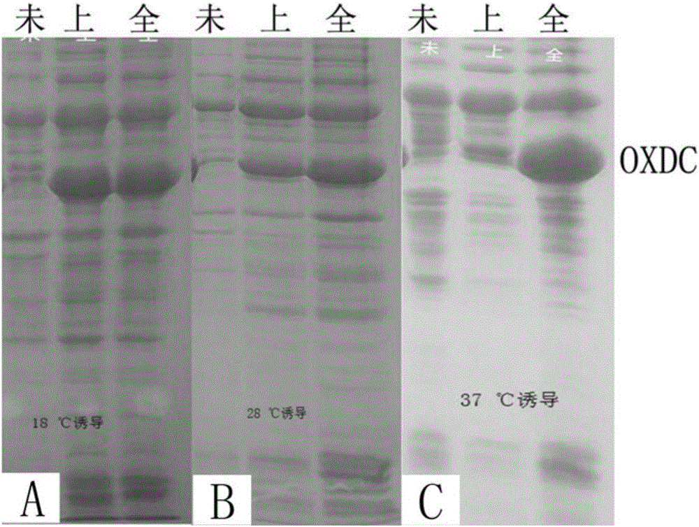 Oxalate decarboxylase and recombinant expression method of oxalate decarboxylase