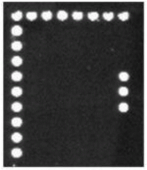 Gene chip for detecting pathogenic vibrio flora in sea cucumber, shrimp and shellfish culture regions and use method