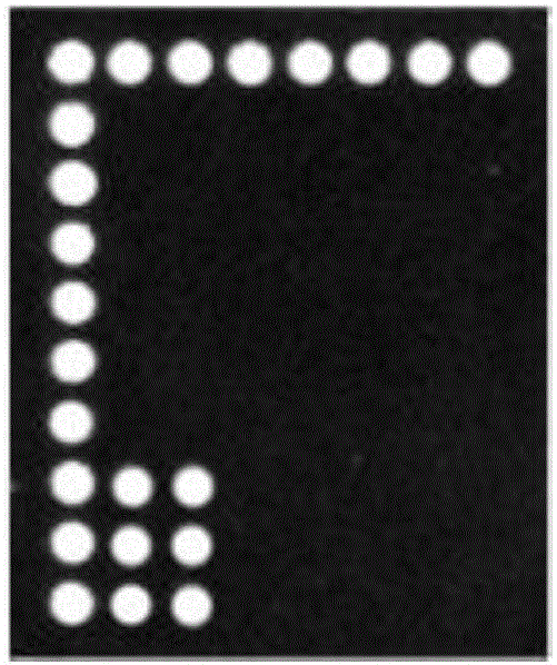 Gene chip for detecting pathogenic vibrio flora in sea cucumber, shrimp and shellfish culture regions and use method