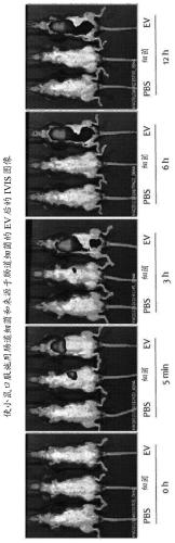 Method for diagnosing colon tumor via bacterial metagenomic analysis