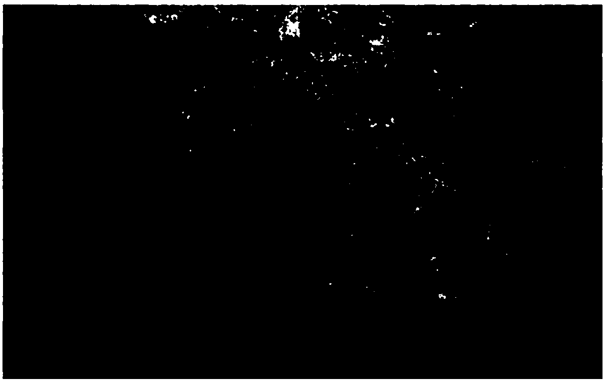 Image synthesis method for biological sample and optical system using the same