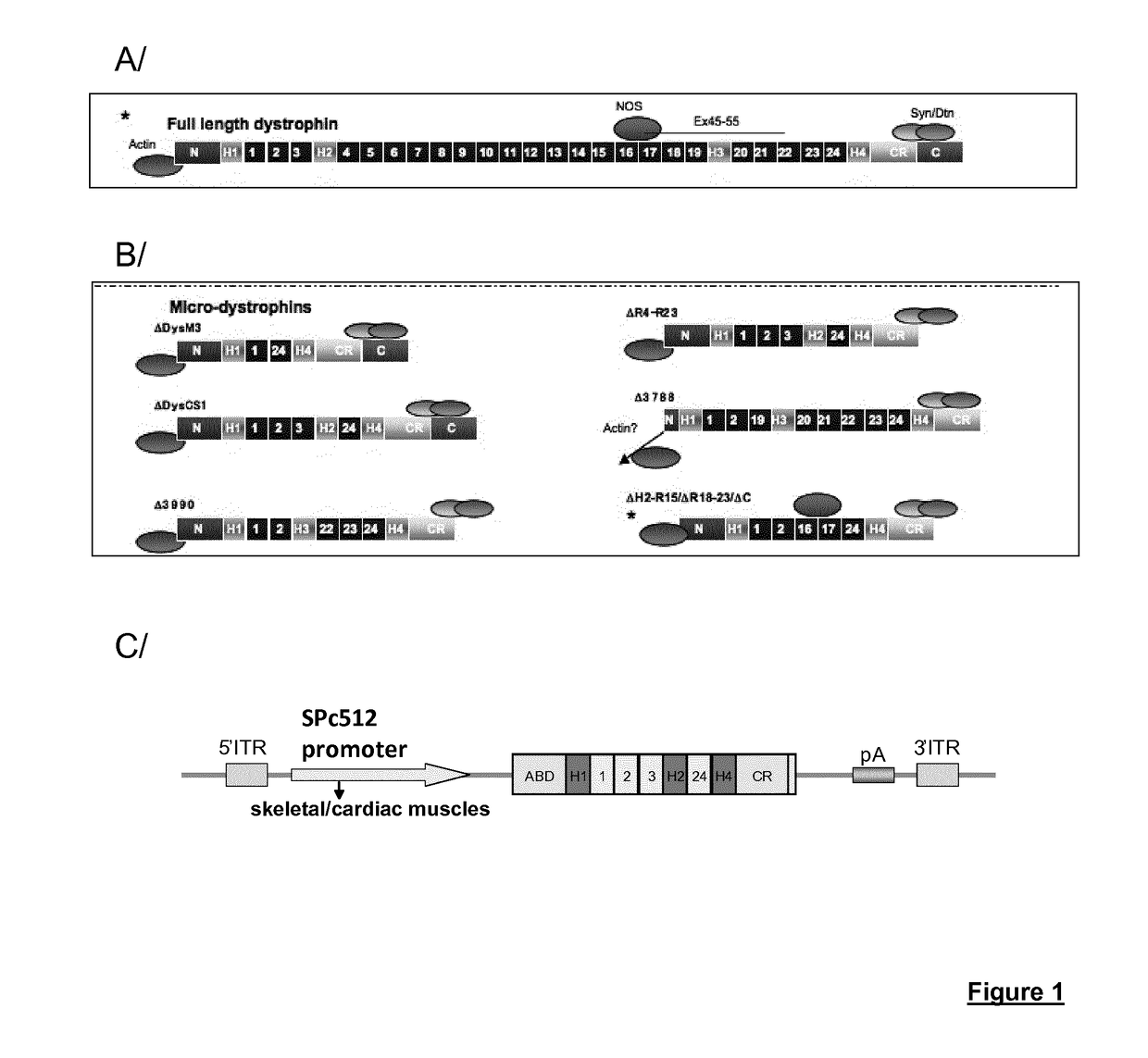 Efficient systemic treatment of dystrophic muscle pathologies