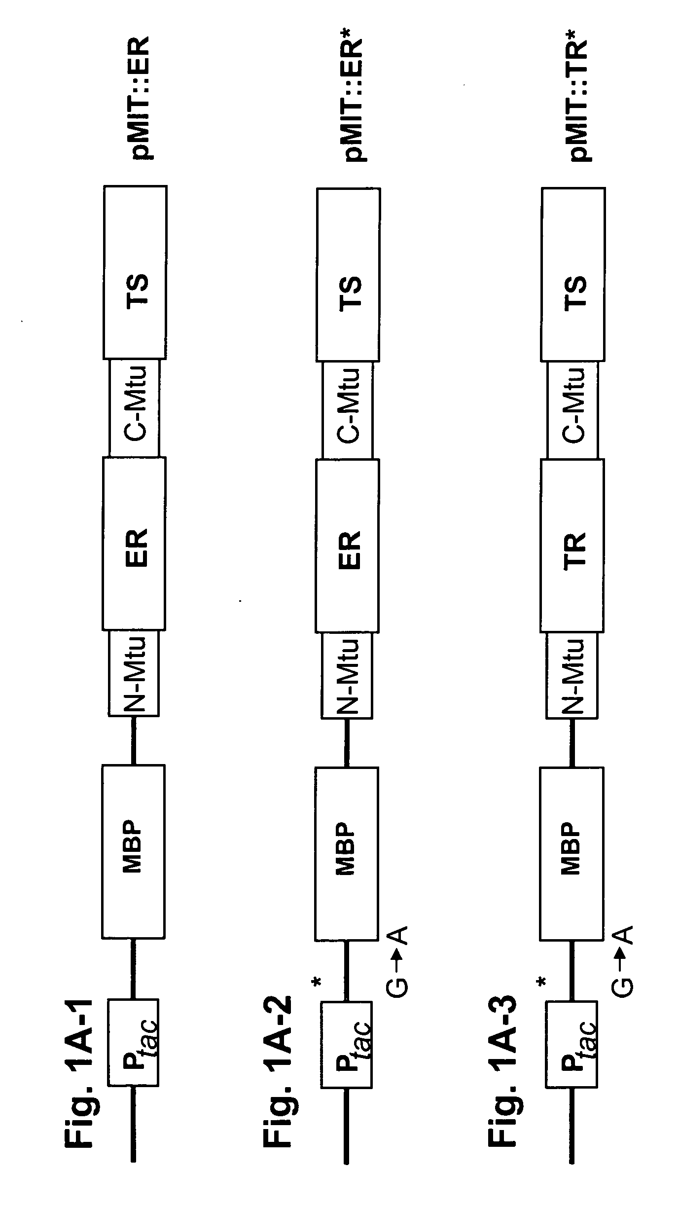 Bacterial ligand-binding sensor