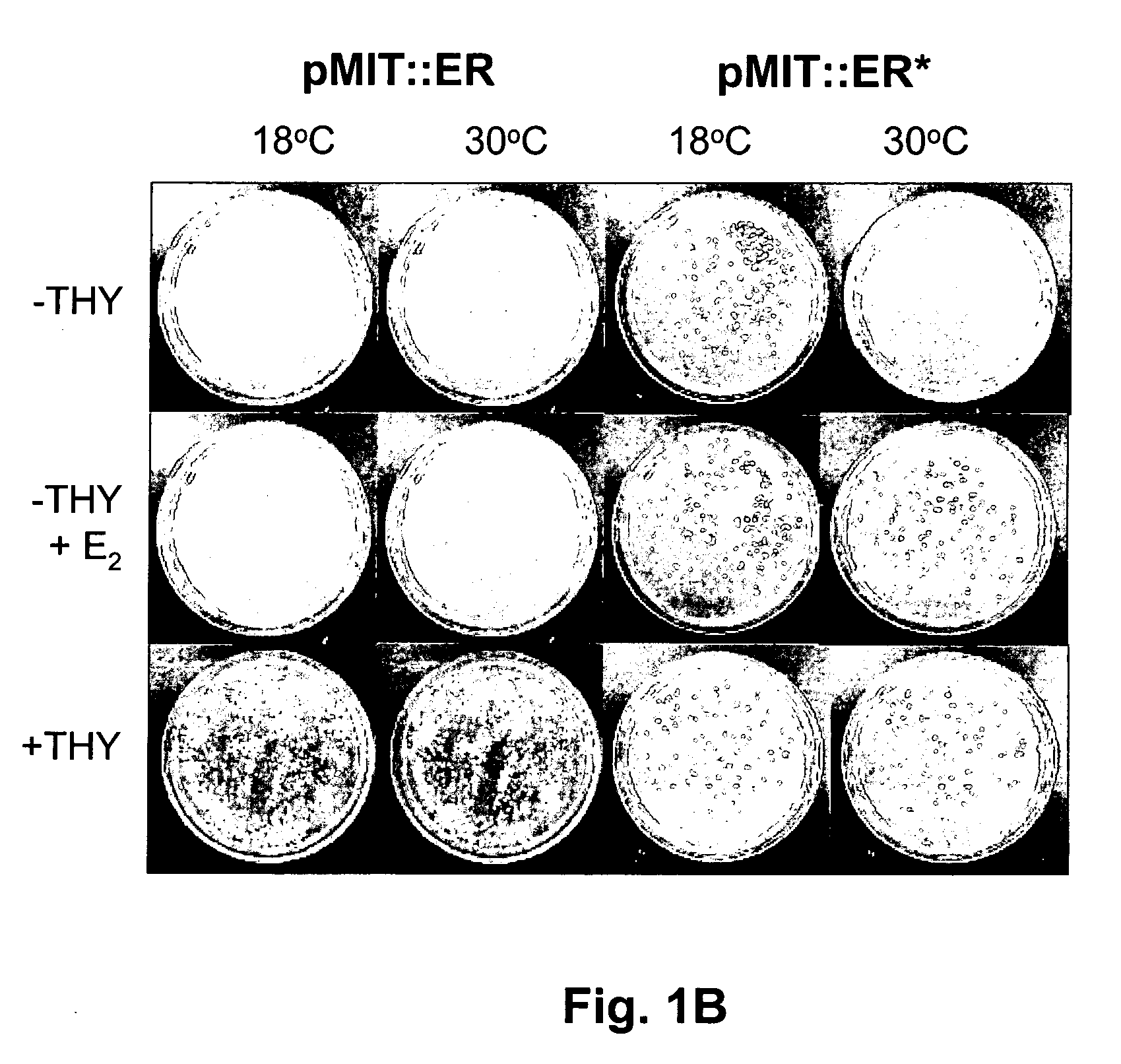 Bacterial ligand-binding sensor