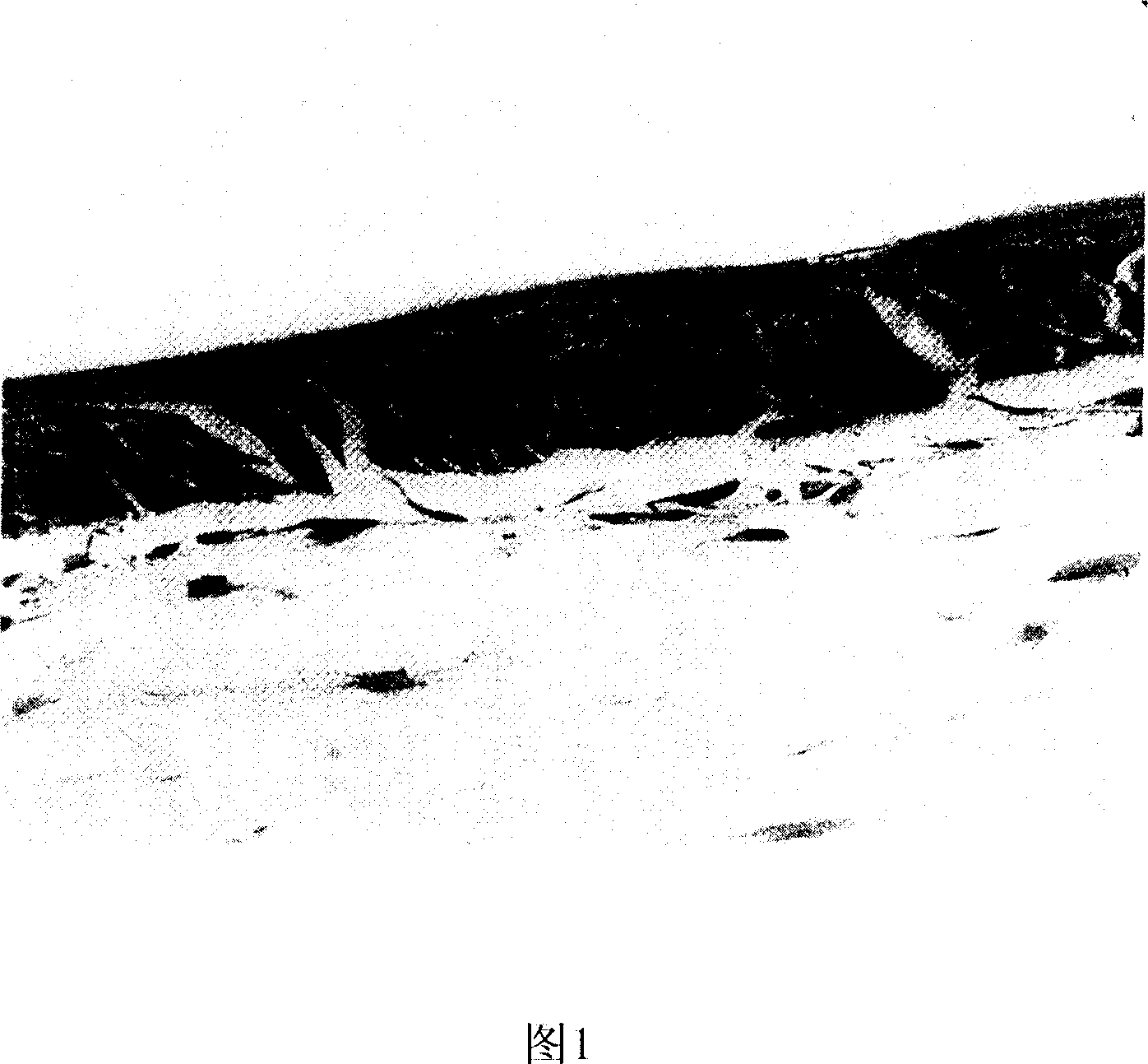 Corneal epithelial sheet, method of constructing the same and transplantation method using the sheet