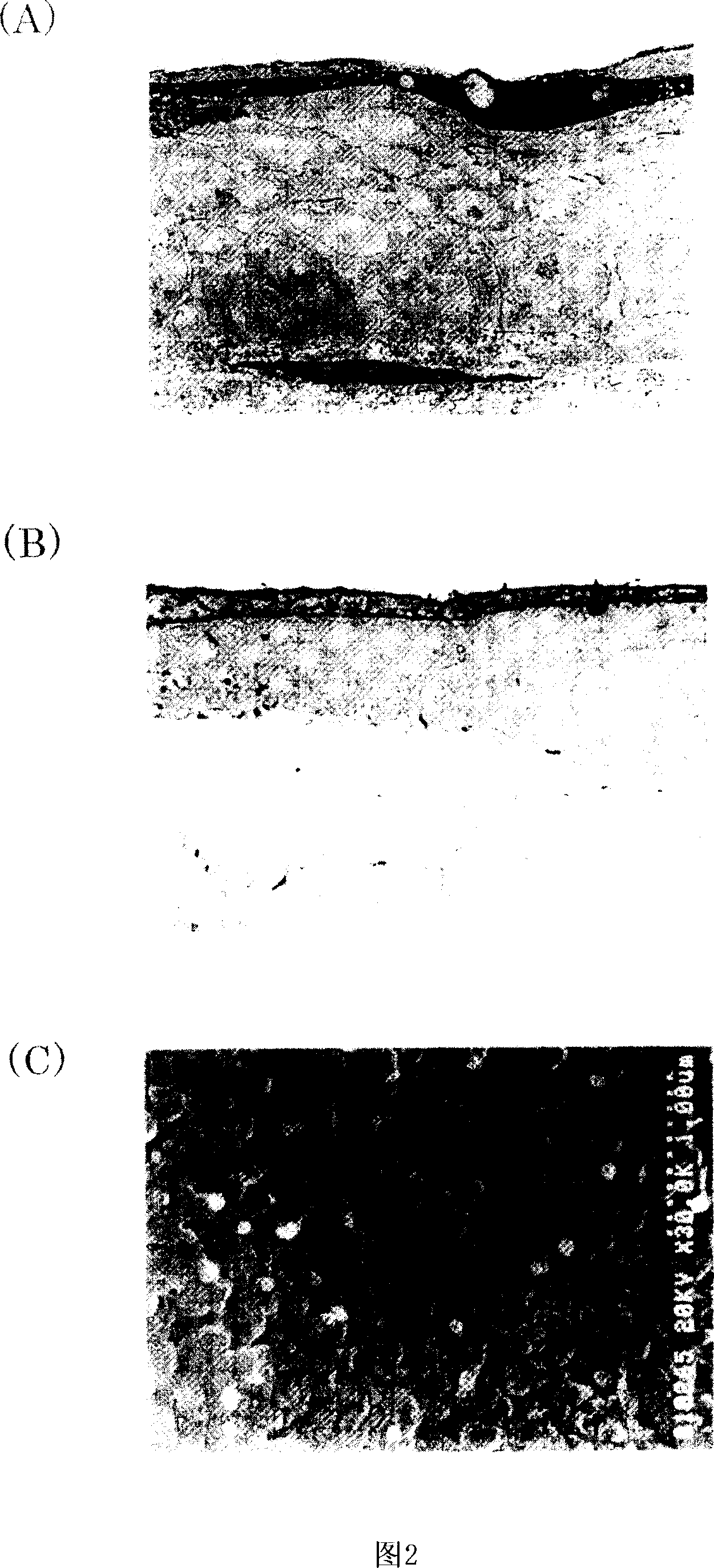 Corneal epithelial sheet, method of constructing the same and transplantation method using the sheet