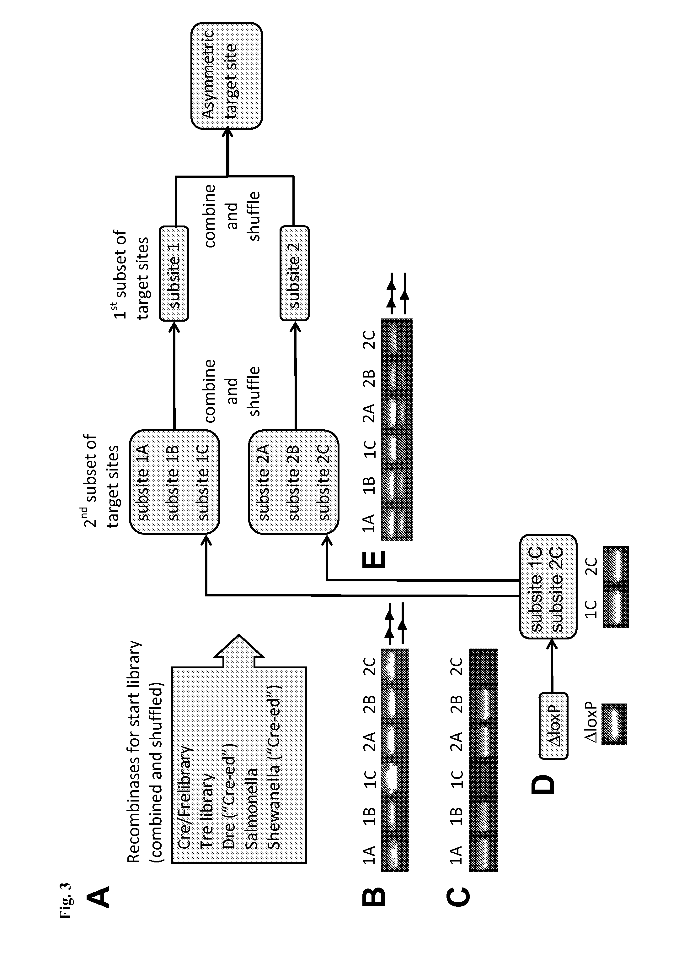 Tailored recombinase for recombining asymmetric target sites in a plurality of retrovirus strains