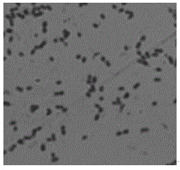 Strain for producing 2-keto-L-gulonic acid and production method thereof