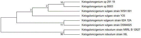 Strain for producing 2-keto-L-gulonic acid and production method thereof