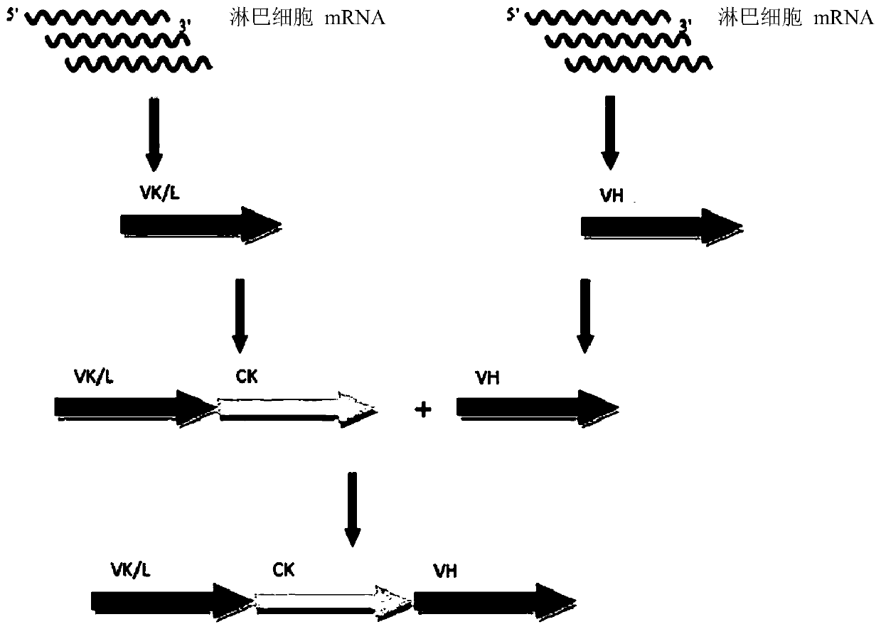 Anti-pd-1 antibodies, method for producing same and method for using same