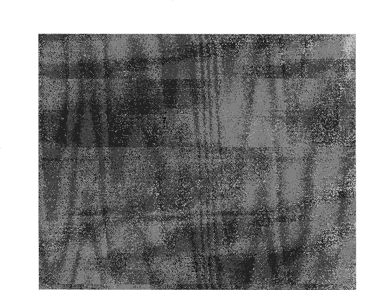 Method for testing and evaluating attrition degree of packing film for cigarette