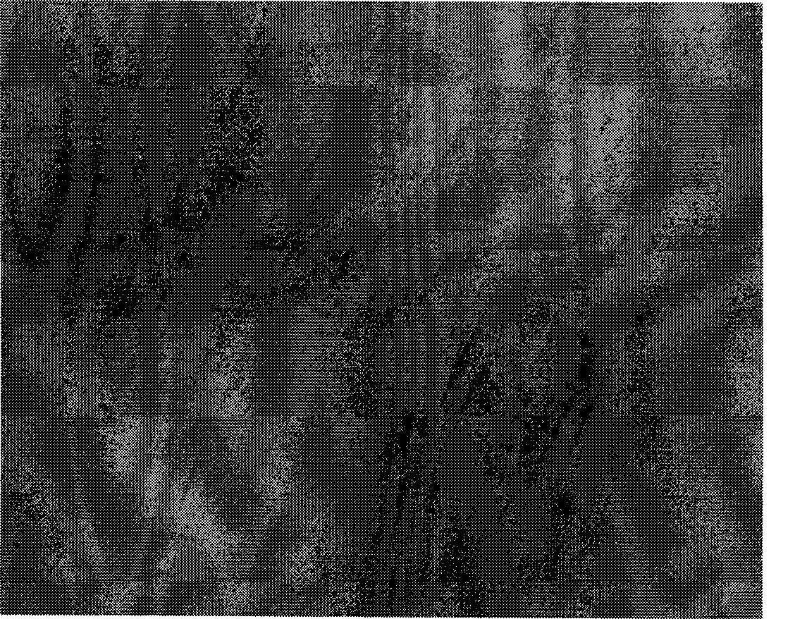 Method for testing and evaluating attrition degree of packing film for cigarette