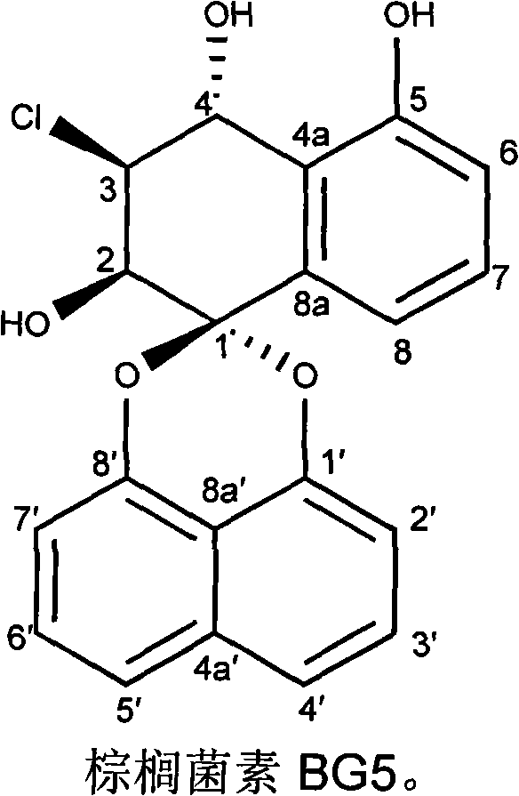 Bruguiera gymnorrhiza 5 (BG5) as well as preparation method and application thereof