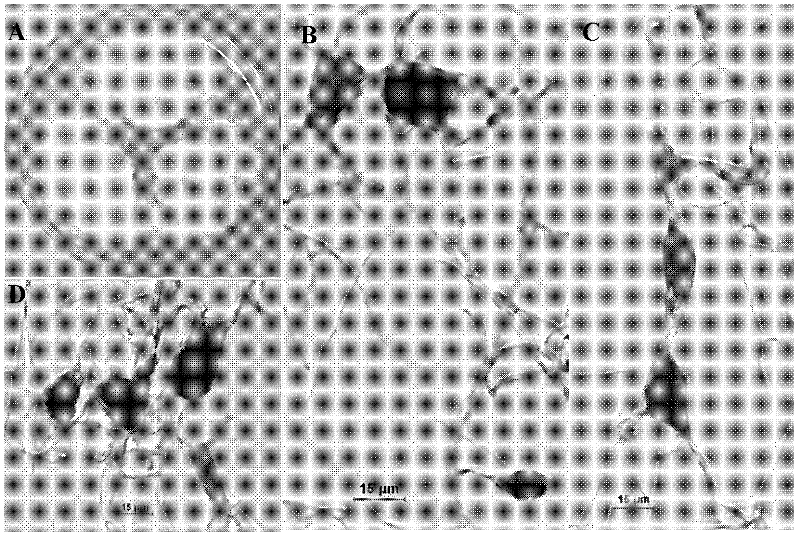 New species Xylariaceae sp. DPZ-SY43 of mangrove rhizosphere cellulose degrading fungi and application thereof